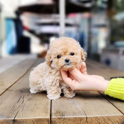 poodle micro toy